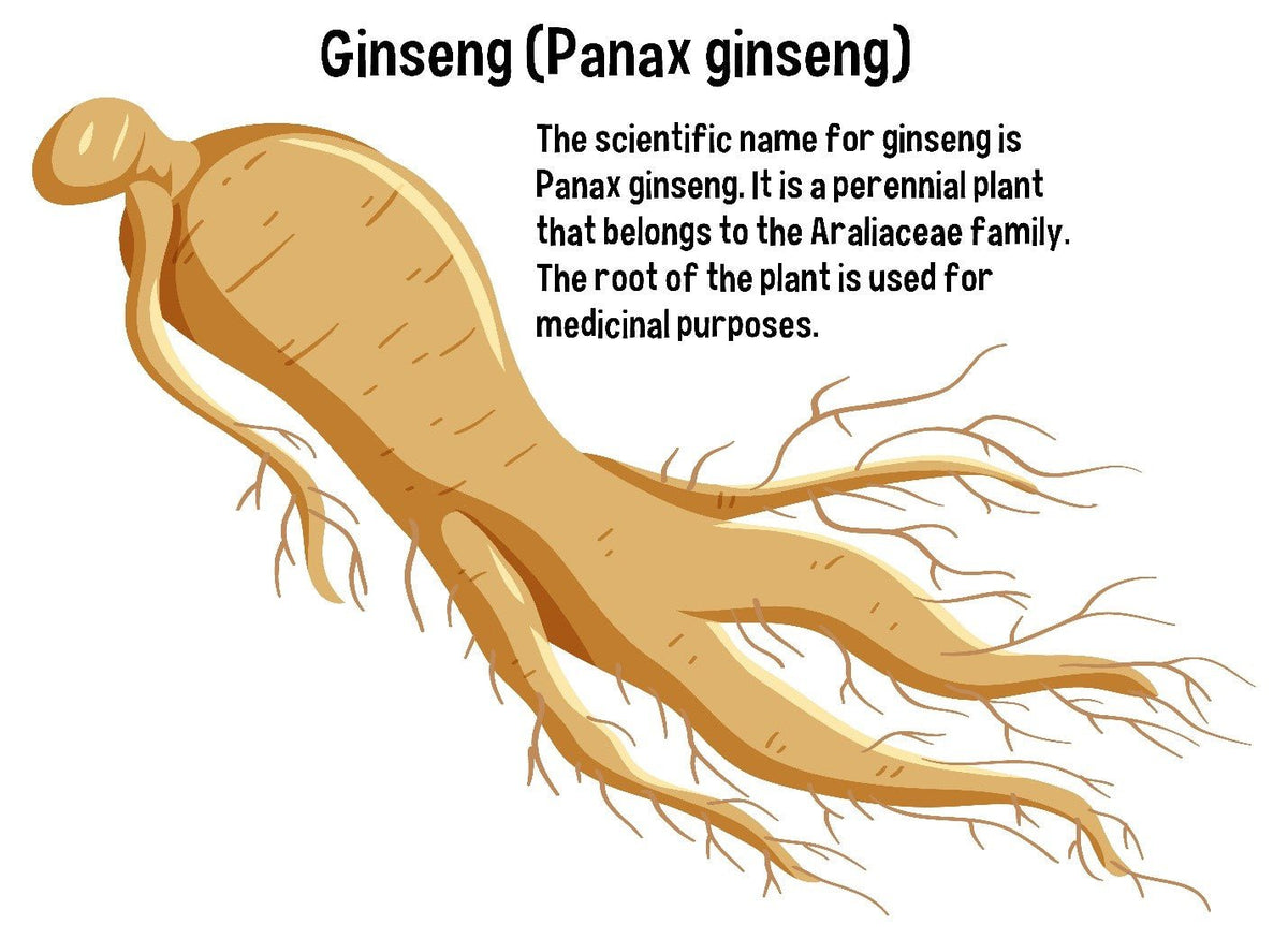 Energize Your Vitality The Benefits of Panax Ginseng Extract for