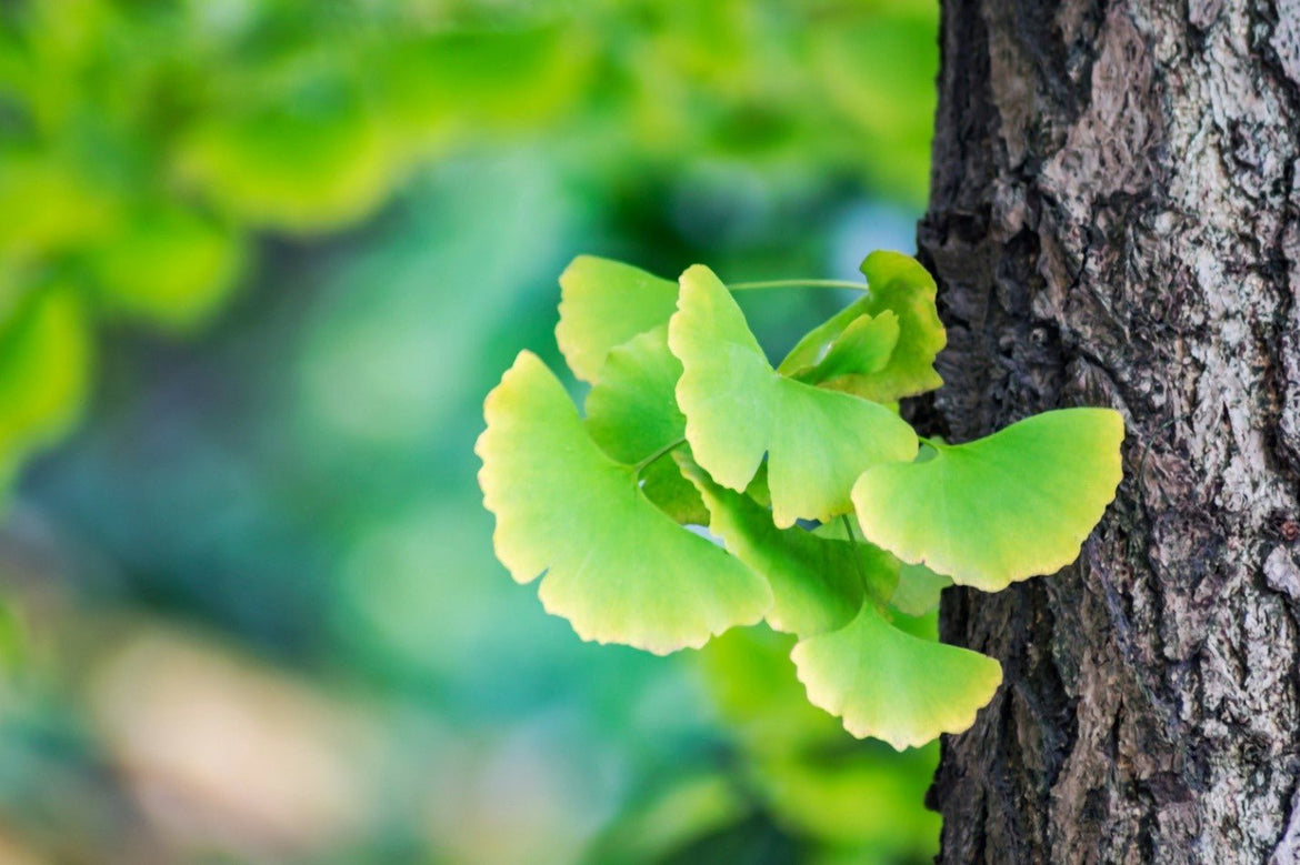 Benefits of Ginkgo Biloba: A Natural Boost for Mind and Body - Bio-Labs Consumer Health